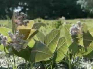 Vida de las plantas