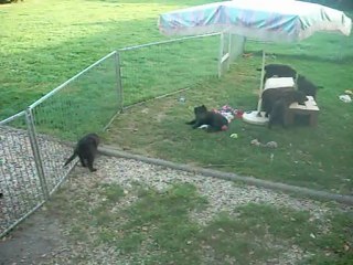 30 août 2012 (1) : observation des chiots (le rouge couché m'a repérée)