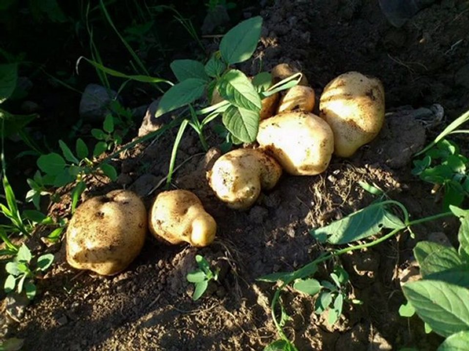 Aşağı Çayırlı Köyü 2010 - 2011 ve 2012 Yaz ve Bahar Ayları