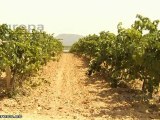 El Consejo Regulador del Cava destaca la calidad de la uva recolectada al inicio de la vendimia