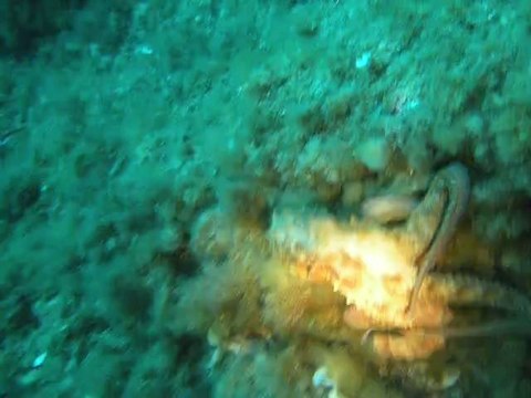 Pieuvre *île de Port Cros*