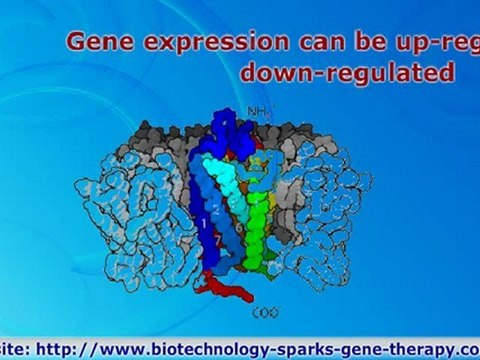The targets of gene therapy are the genes carried on 23 human chromosomes