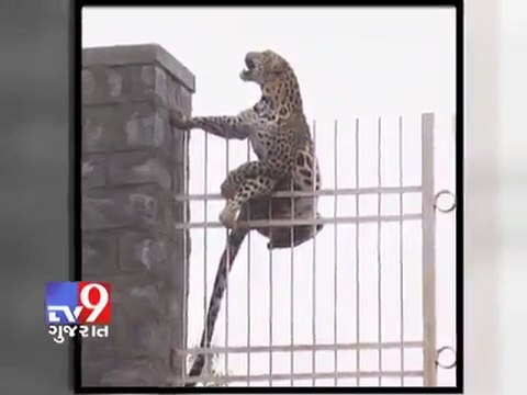 Léopard coincé sur un grillage en Inde