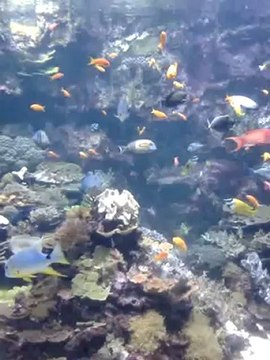 SEAQUARIUM - GRAU DU ROI - ETE 2012-POISSONS TROPICAUX