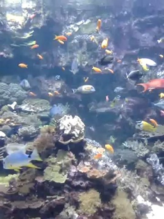 SEAQUARIUM - GRAU DU ROI - ETE 2012-POISSONS TROPICAUX