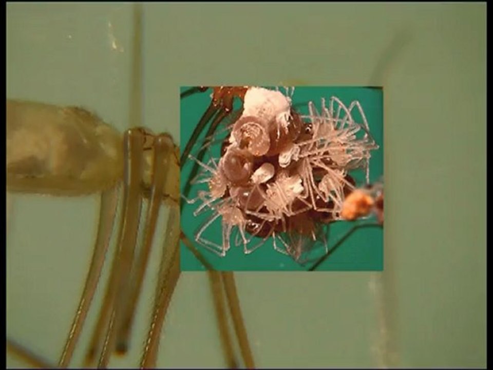 Les araignées de la maison