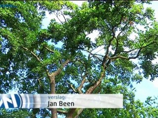 Schijnbaar wankele oude els ondergaat trekproef - RTV Noord