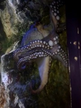 SEAQUARIUM - GRAU DU ROI - POULPE - ETE 2012