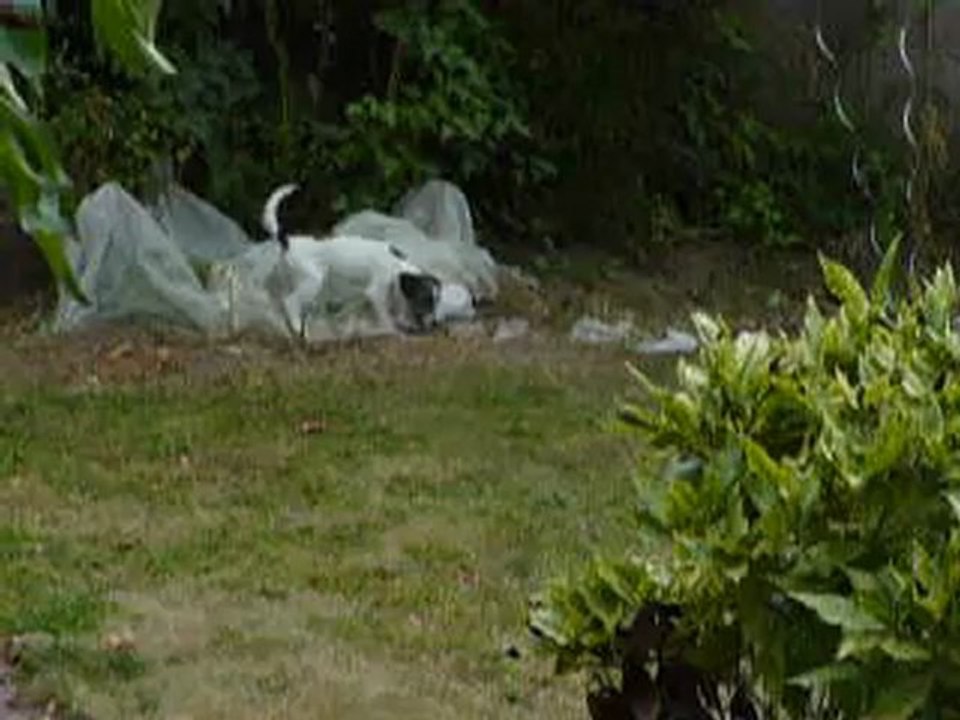 Hermione jack russel 4mois...Pendant ce temps là 2