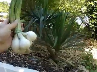 BREF J'ai mangé une socca chez les PIERINI