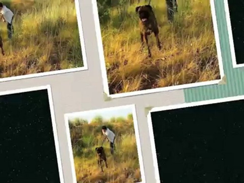 éducation canine, comportementaliste 56,44