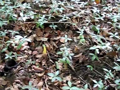 Trompettes des morts du 30 août 2012