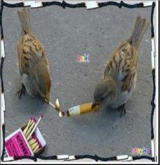 الصديقان المدمنان على التدخين The two friends addicted to smoking