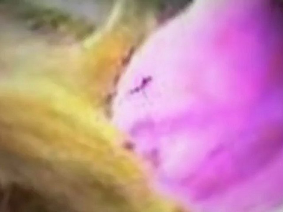 Bankruptcy Attorney Ventura, Oxnard, Camarillo, Santa Barbara