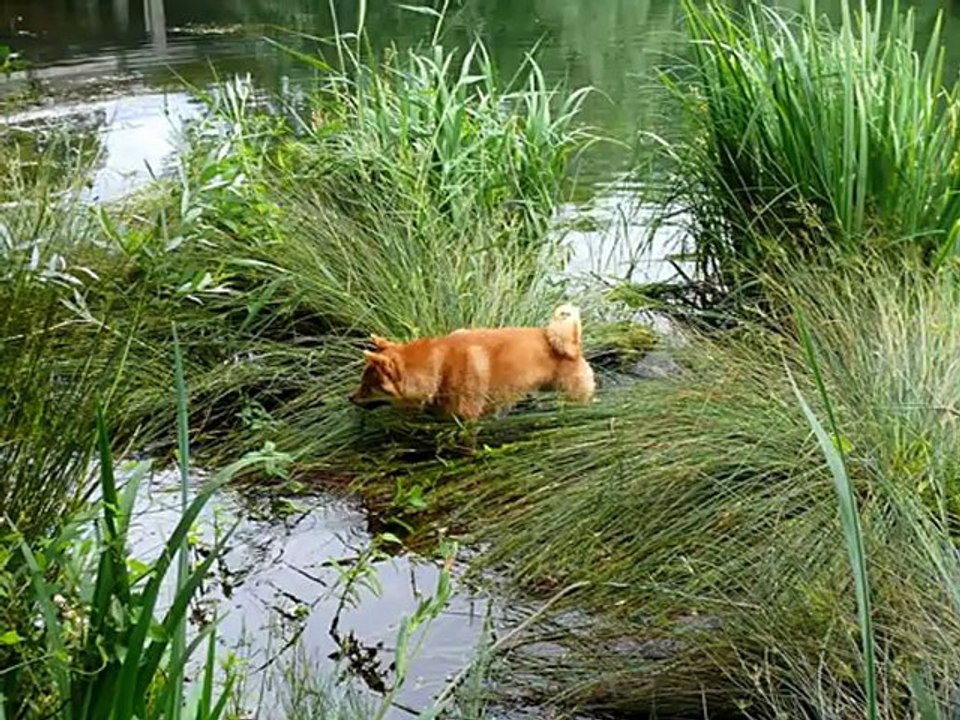 Shiba Inu avec ou sans eau ?