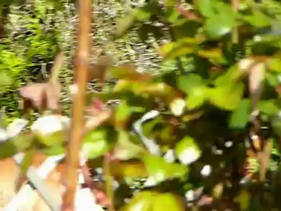Paparazzi