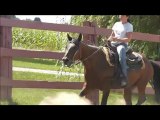 Montage cours d'équitation Marie-Josée et Smarty été 2012