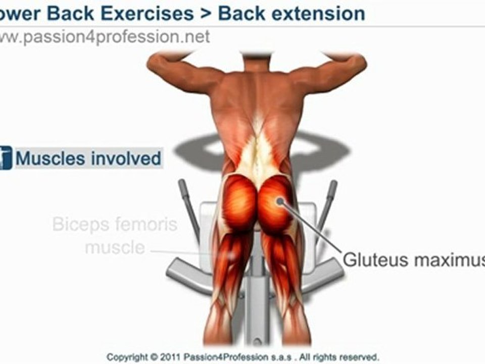 Back extension / Hyperextension ( lower back exercises )