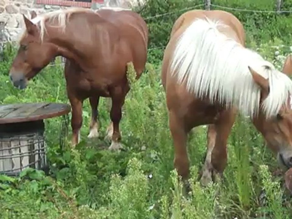 Le stress en prairie (Danette et Bounty)