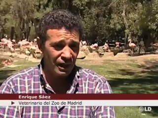 El Zoo de Madrid refresca a sus animales con 'polos' de fruta