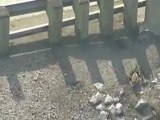 Ducks crossing Busy Canadian Freeway