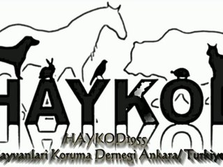 HAYVANLARI KORUMA DERNEĞİ HAYKOD Logo'nun Oluşum'u