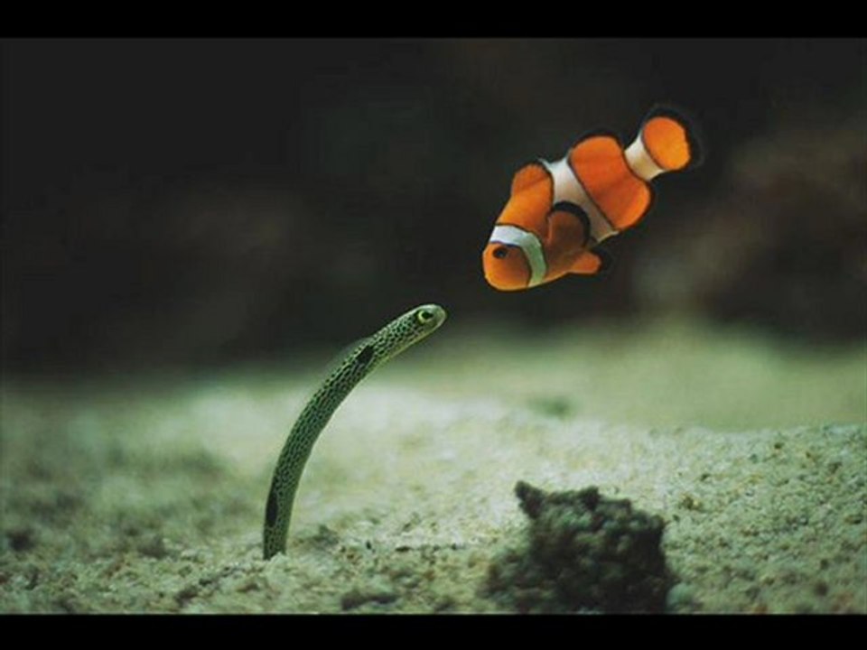 National Geographic Magazines Best price Black Friday