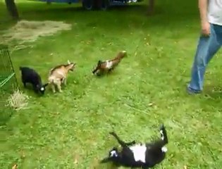 Enerji Patlaması Yaşayan Keçi