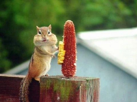 HGTV Magazine Hearst Magazines Best Deals Black Friday