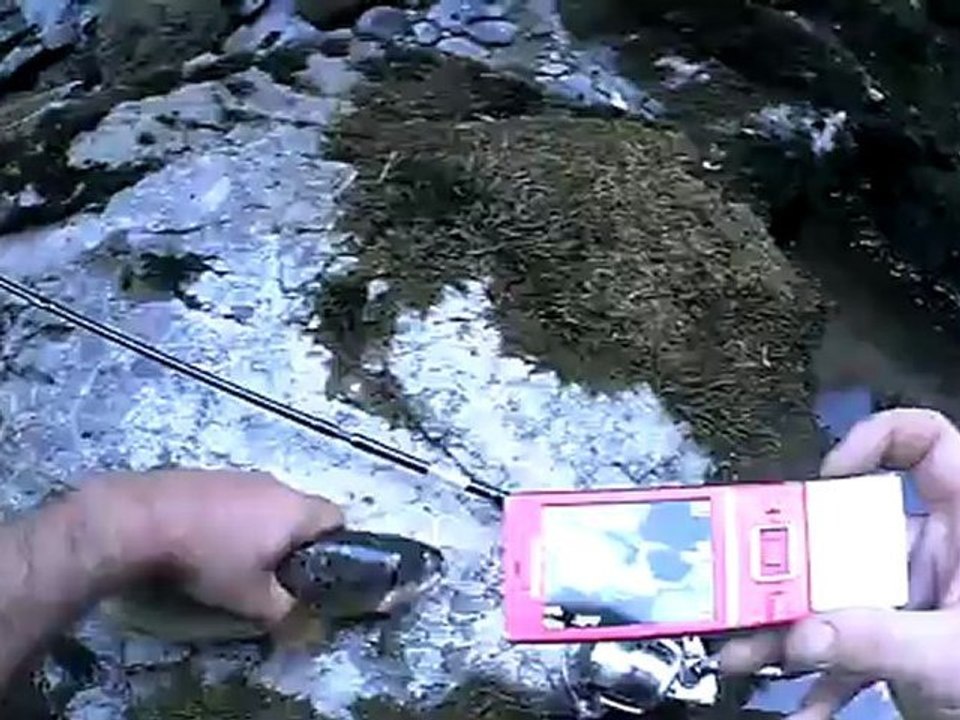 truite sarenne