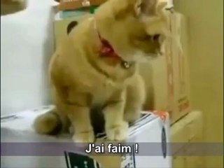 Distributeur de croquettes pour chat