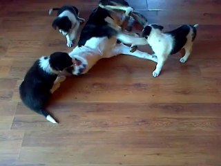 Haby et Elwood, featuring Hublot, Hacker and friends.