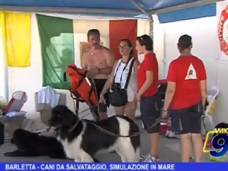 Barletta | Cani da salvataggio, simulazione in mare