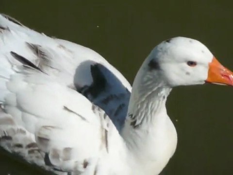 les canards font coin coin et les cygnes...?