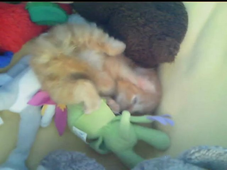 Milo joue avec ses pattes et s'assied !