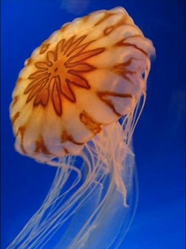 LG 32LM6200 Black Friday price Best