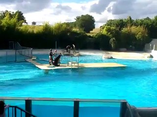 Une otarie ça chante aussi