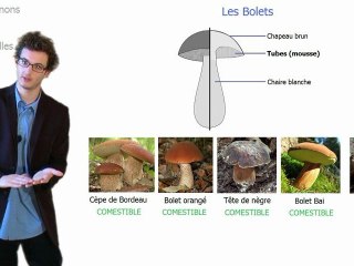 Les champignons