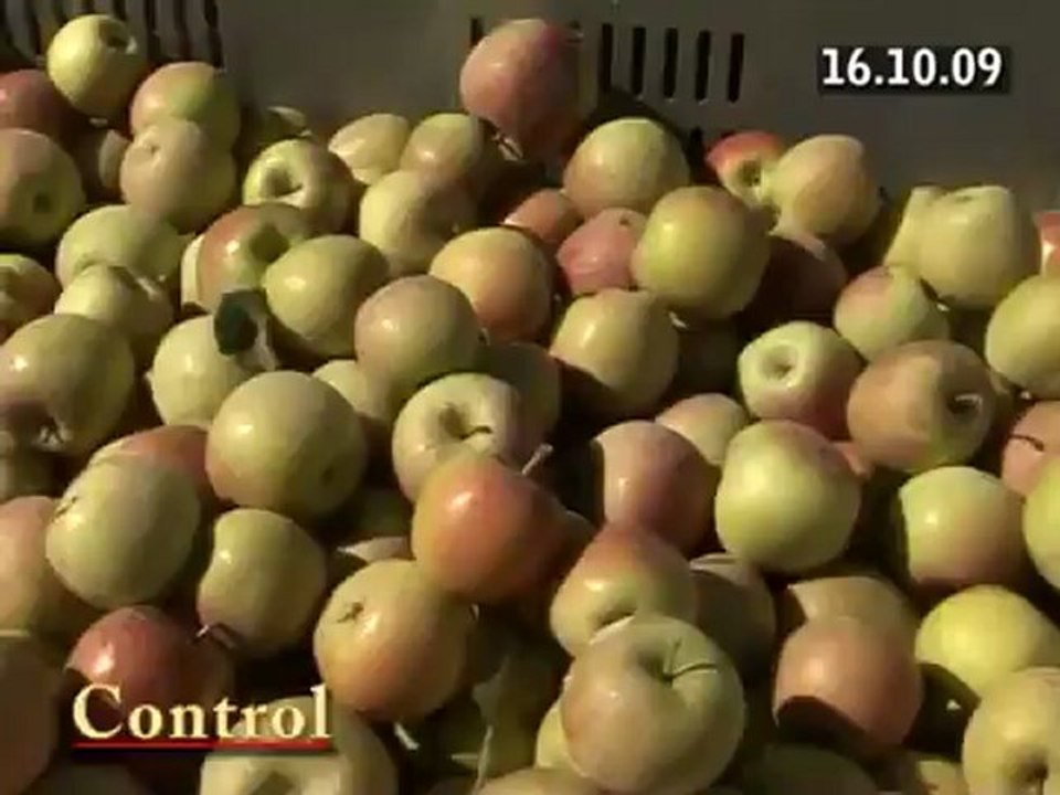 Bodur Elma Yetiştiriciliği