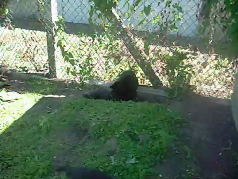 1er septembre 2012 : chiots de 7 semaines et demi