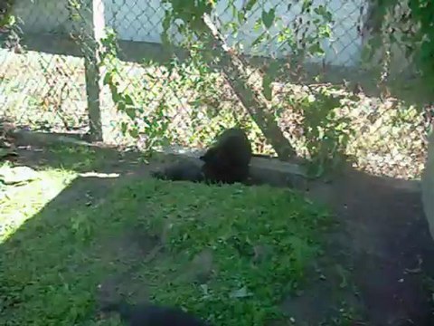 1er septembre 2012 : chiots de 7 semaines et demi