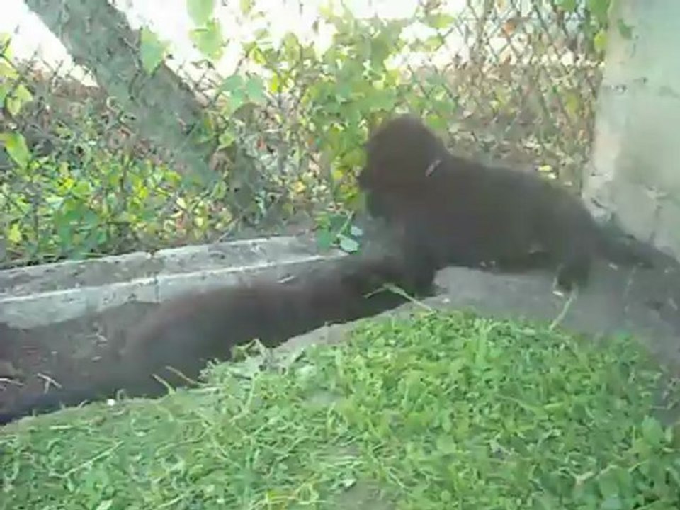 1er septembre 2012 (2) : violet, vert, blanche, bleue, gris