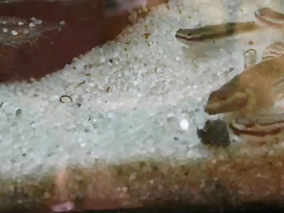 Stiphodon atropurpureus 1