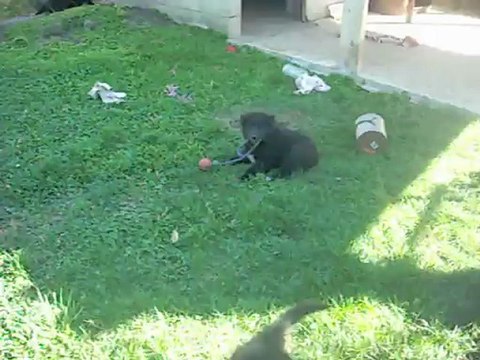 1er septembre 2012 (3) : chiots de 7 semaines et demi