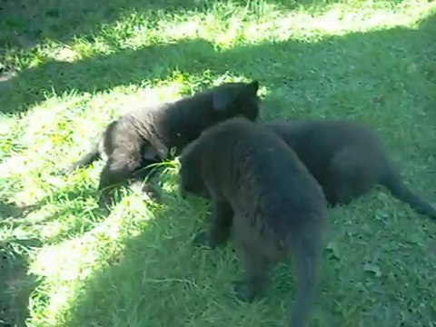 1er septembre 2012 (4) : chiots de 7 semaines et demi