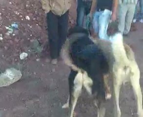 caferin karabaş kara şimşek