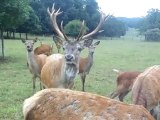 cerf et ses biches