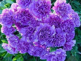 ADNAN ZEKİ BIYIK-YOLLARI TÜKENSİN (ENFES BİR ESER)