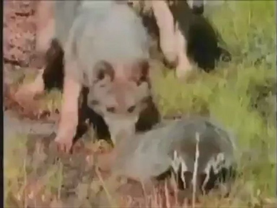 hayvanlar aleminde savaşlar