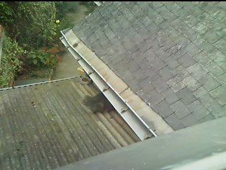 Le chat gris mange dans la gamelle de Dean...